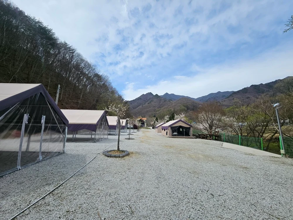 타프가 설치된 사이트 전경